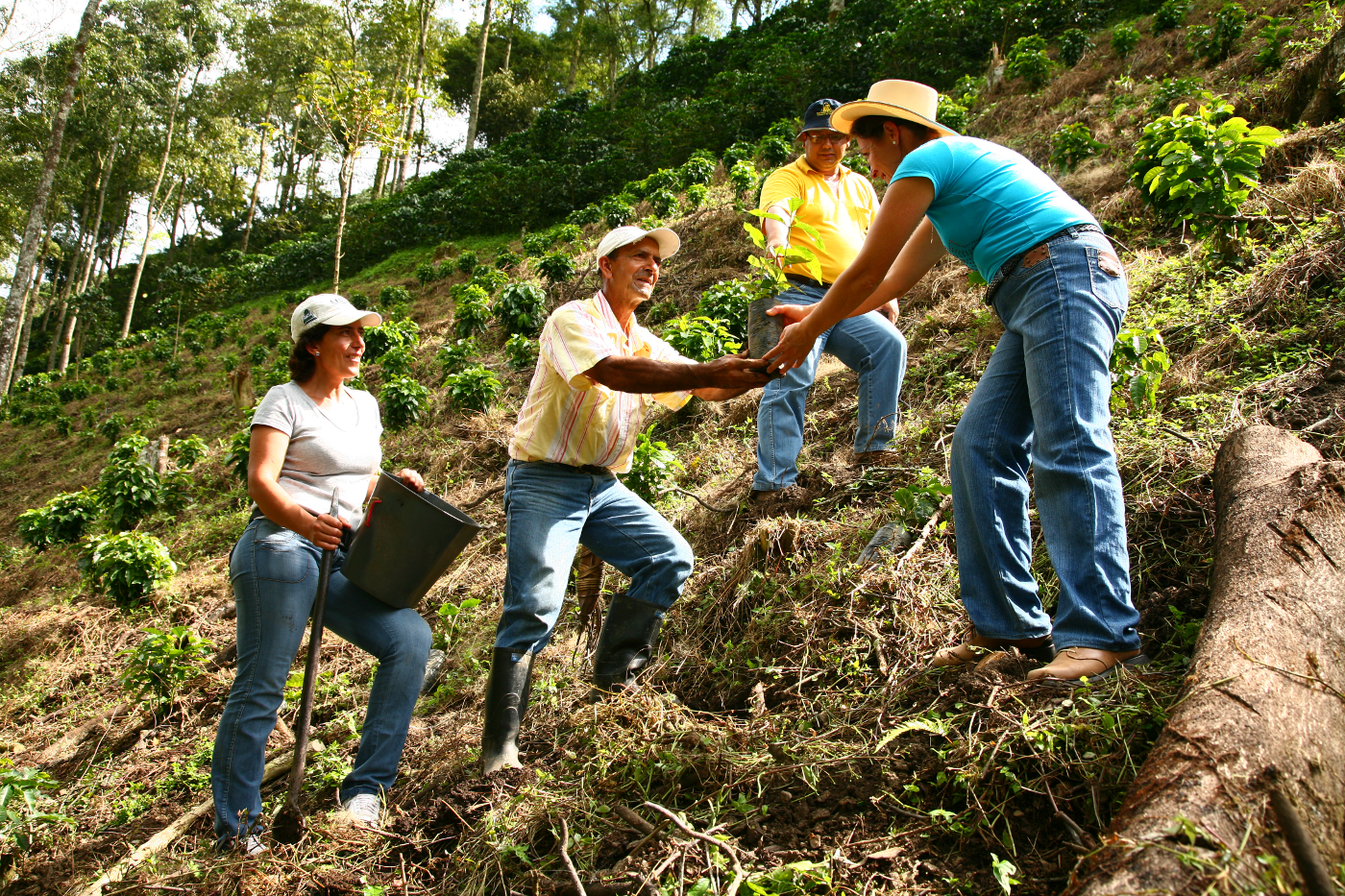 Cultivo De Cafe En Colombia Cultivo De Cafe En Colombia