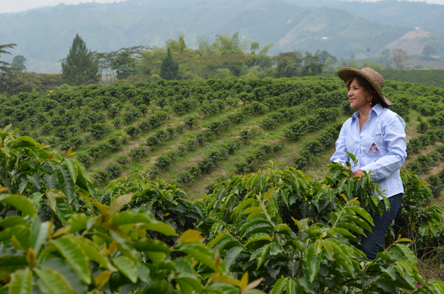 Colombian Coffee Insider 2013, a Year in Which Coffee Crops